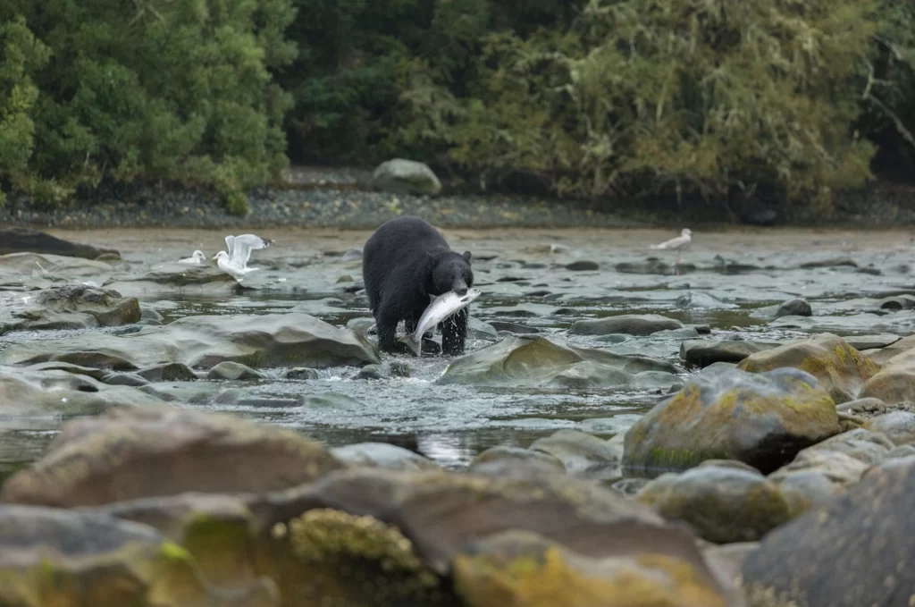Black Bear with Fish